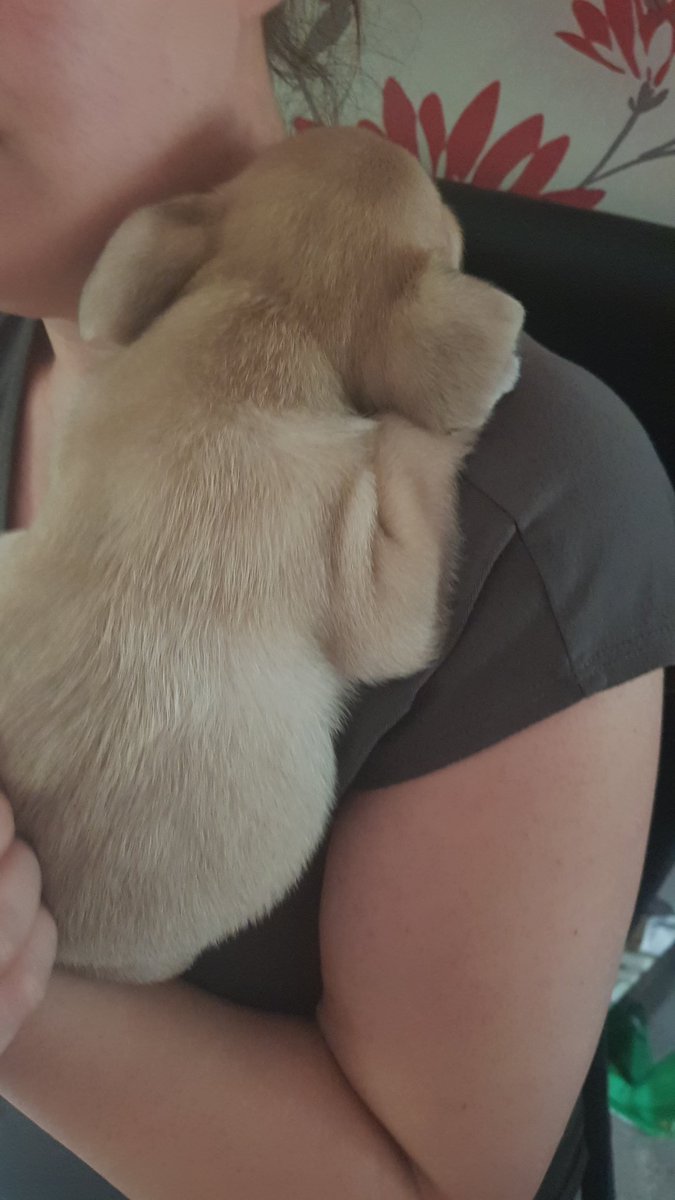 EmmaelbEmma's tweet photo. Shes used to be like a baby #imissthis she too big now 😢 https://t.co/LfIswxxqqi