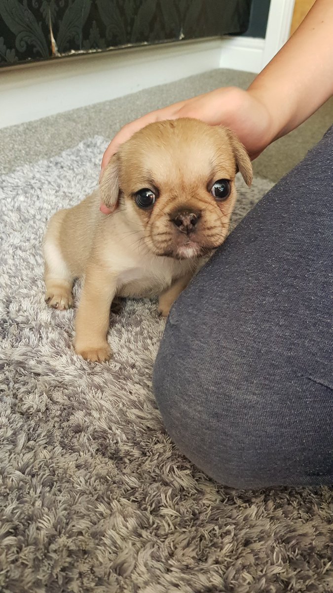 EmmaelbEmma's tweet photo. #cookies first day with us she has #grownup #imissherthissmall https://t.co/BYrv9Uq31z