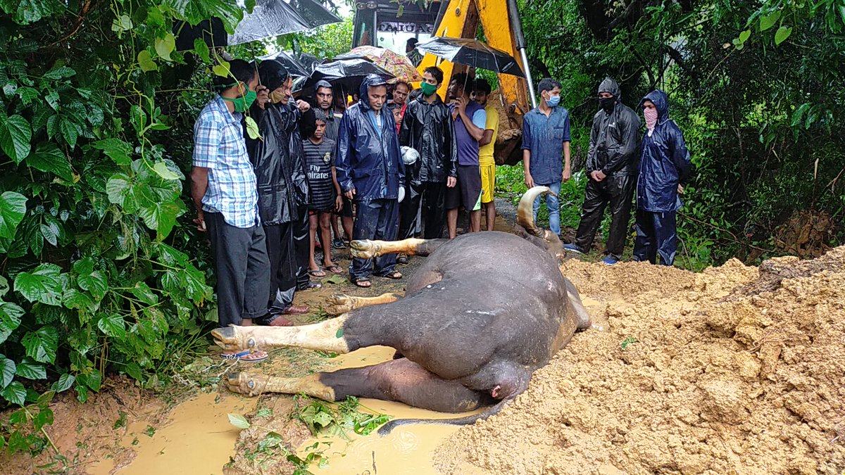 prudentgoa's tweet image. #Goa #Rains #Flooding #Bison