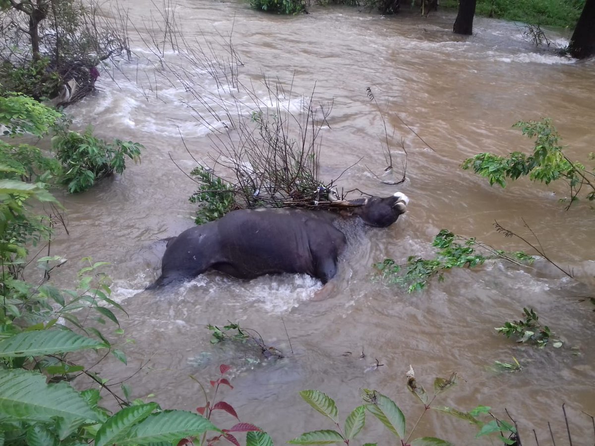 prudentgoa's tweet image. #Goa #Rains #Flooding #Bison