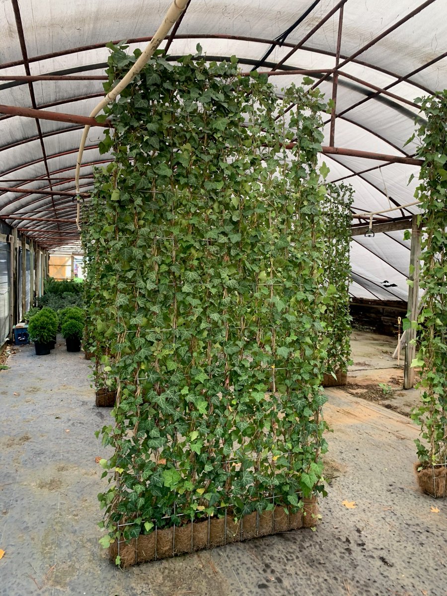 SextonDesignDev's tweet image. When we put up walls... they're full of greenery. #sdd2020 #sextondesign #landscapearchitect #greenwalls #goingup #yeahTHATgreenville