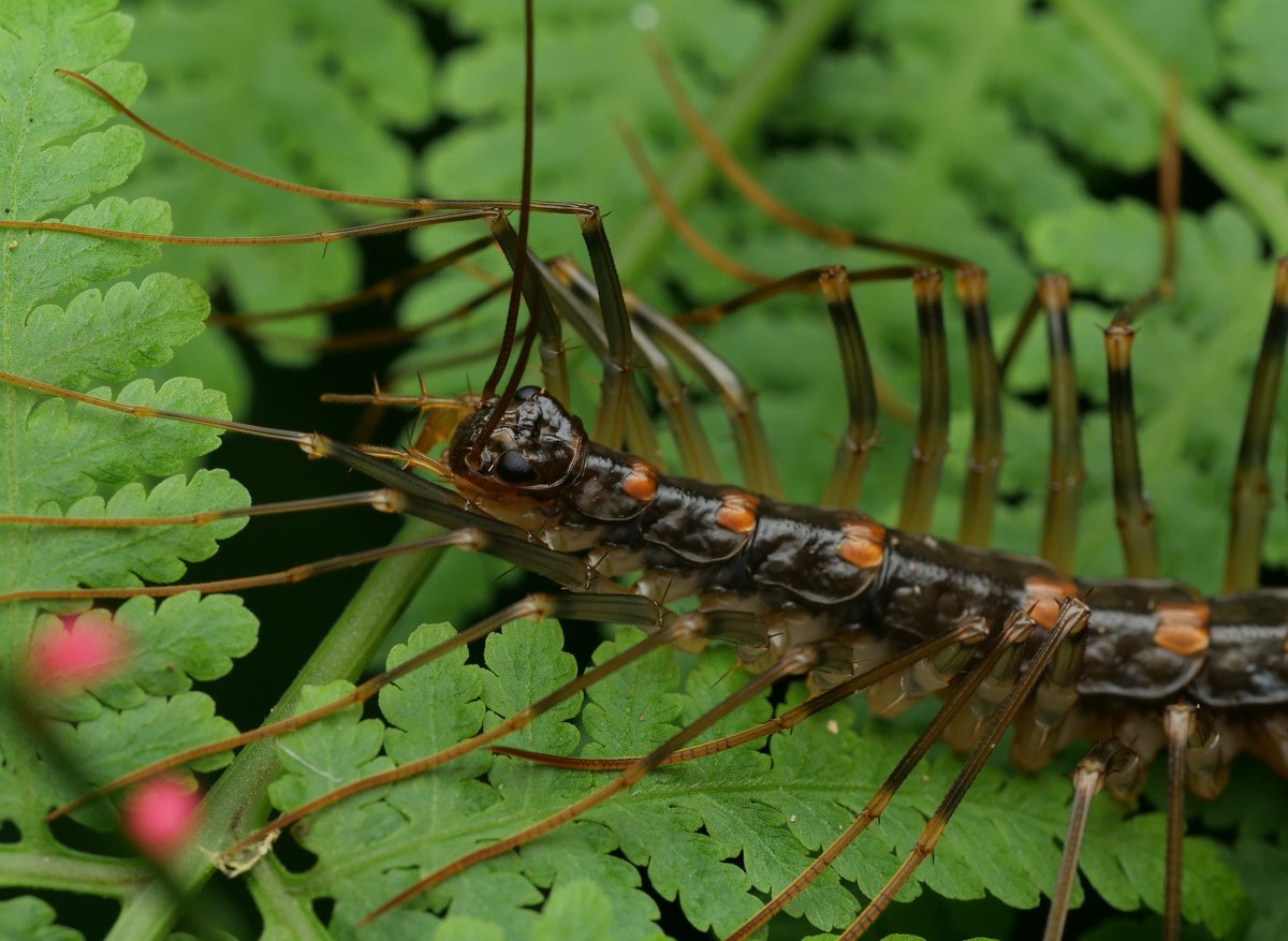 Avainsana オオゲジ Twitterissa