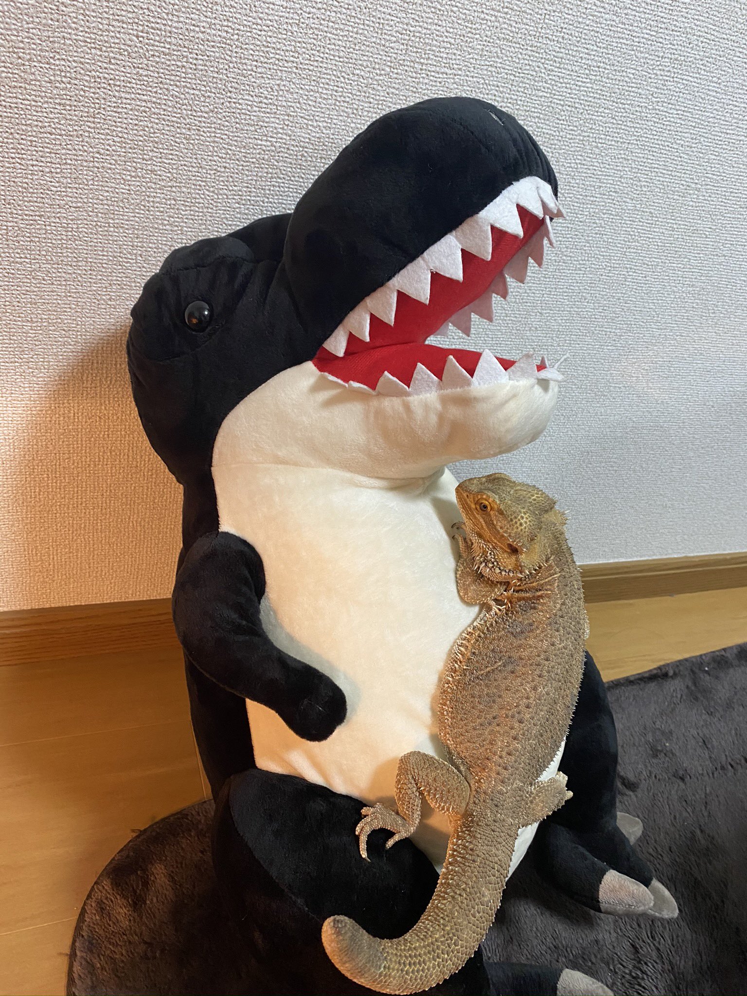 恐竜ぬいぐるみ البحث في تويتر تويتر