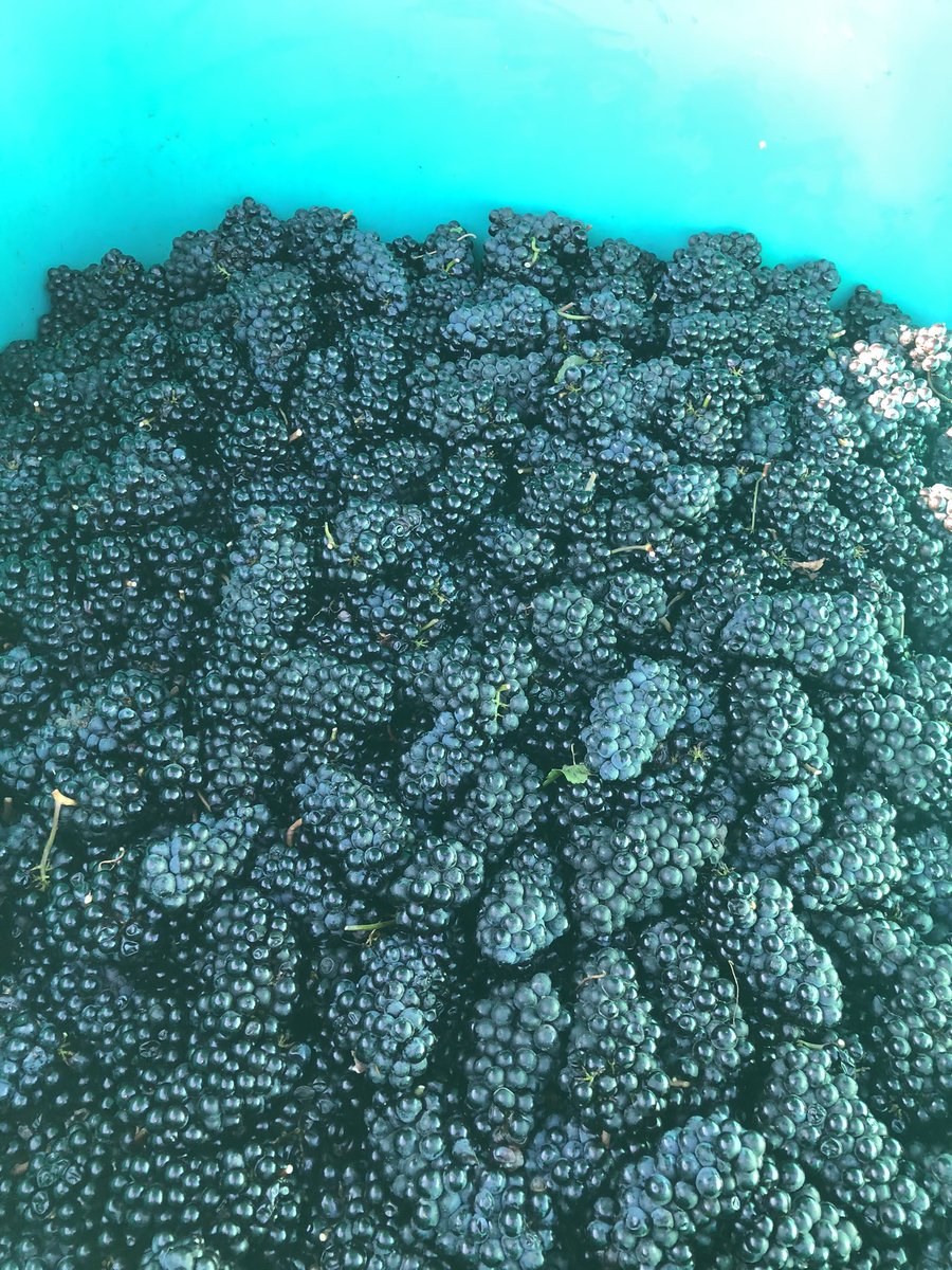 FieldingWinery's tweet photo. Doesn’t get better than that!  Beautiful hand picked Pinot Noir from the Lowrey Vineyard. @RichieWine @TankhopperClark https://t.co/KBi4XFTjjr