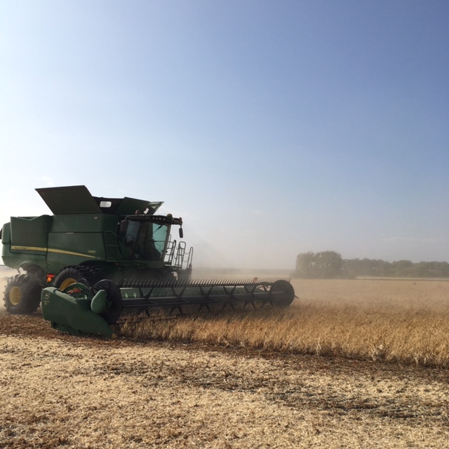 HDCWest's tweet image. Navy beans and sunshine in Miami! (Manitoba, that is!)