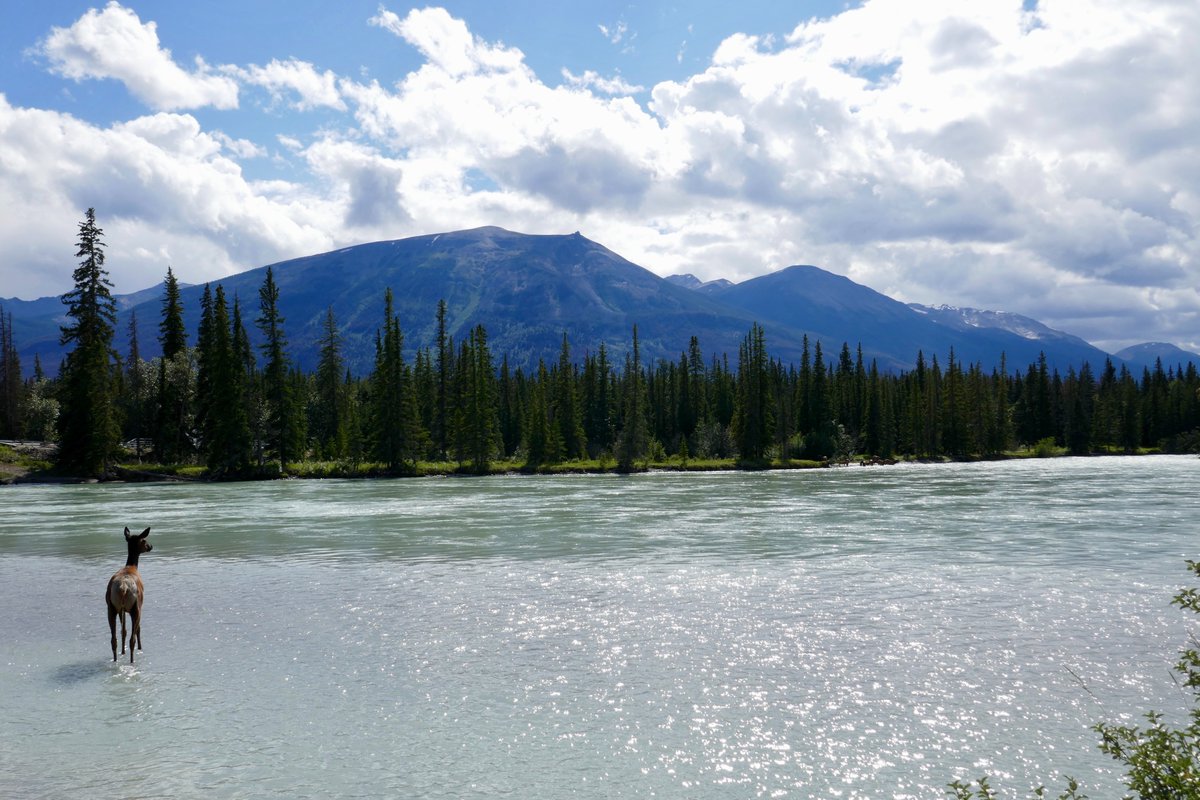 csa_asc's tweet image. It’s #ScienceLiteracyWeek in Canada. This year’s theme is #BisforBiodiversity. 

Satellites help protect the rich biodiversity of our country by providing important data on wildlife and habitats: asc-csa.gc.ca/eng/satellites….

📷: Edward Koorey