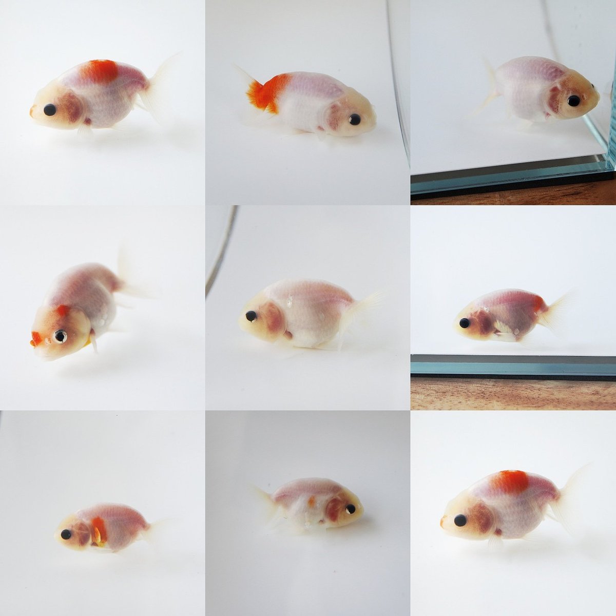 極光金魚展 問い合わせの多い白い桜錦を選んで掲載してみました Instagramで まんぼうちゃん という素敵な金魚がいて そのかわいさに皆さんやられちゃってるのではないかと感じています 自分もそうです お家の方の深い愛情も随所ににじみ出るよい 極光金魚展 問い合わせの多い白い桜錦を選んで掲載してみました Instagramで まんぼうちゃん という素敵な金魚がいて そのかわいさに皆さんやられちゃってるのではないかと感じています 自分もそうです お家の方の深い愛情も随所ににじみ出るよい