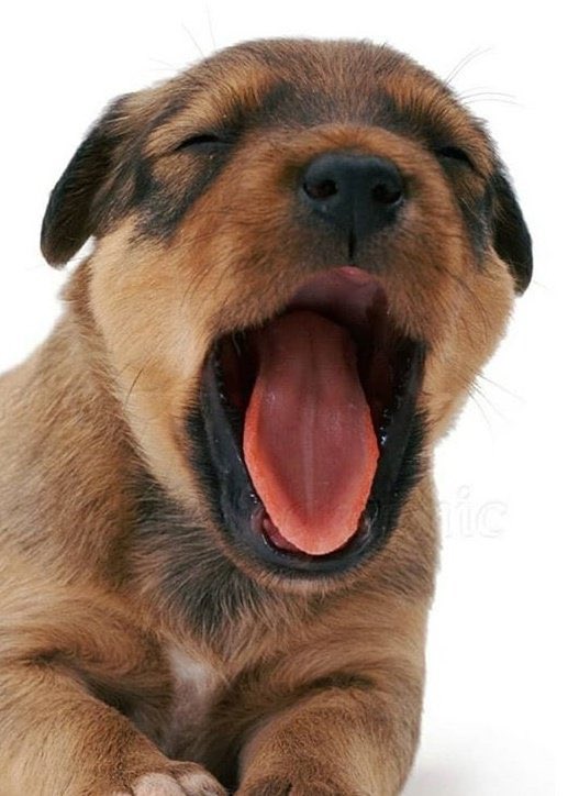 day 43 of nhlers as puppies: patty scream edition