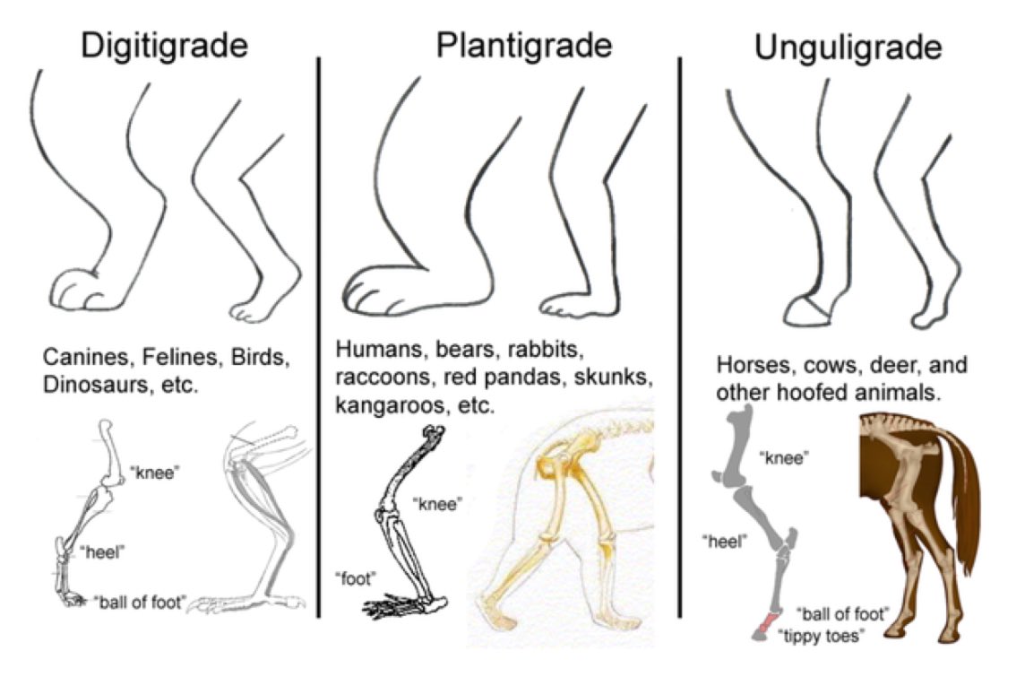 pete-friesen-on-twitter-interesting-how-the-human-foot-was-designed