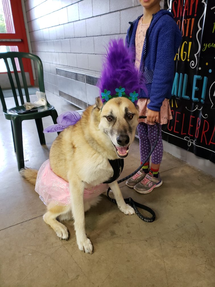 thetwooffairy's tweet photo. π» Announcing our Halloween Contest π» Enter to win this $100 value prize basket for your fur munchkin by posting a pic of your dressed up pet below or on our FB. Good luck Calgary! Draw will be on Halloween Night! #yyccontest #yycpets #calgarypets #yyc #calgarycontest #calgary https://t.co/dSPh20M2Sf