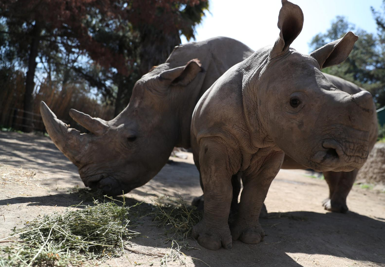 wccbdashiki's tweet photo. Wanted: Animal Godparents for Chilean Zoo in 'Bleak' Year
https://t.co/YqVJTrntZm https://t.co/Ltcgo43Qvl
