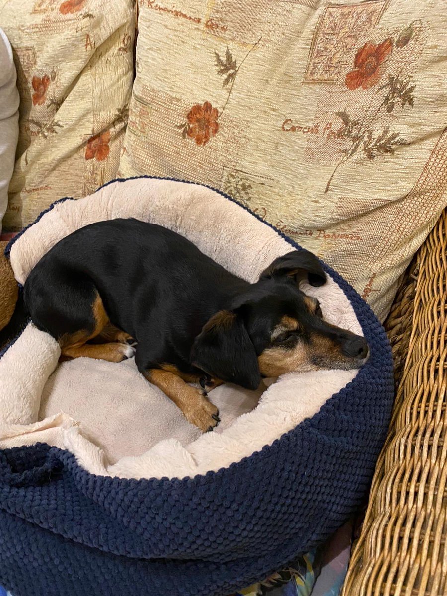 jonsanderstd's tweet photo. @chelletalks Oliver. Our office dog😊 https://t.co/xsUWo5UpmD