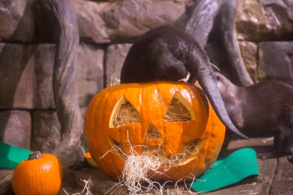 GeorgiaAquarium's tweet image. Remember...it's the 21st night of September, which means fall starts tomorrow. 🎃👻 
#DancingInSeptember #SpookySeason