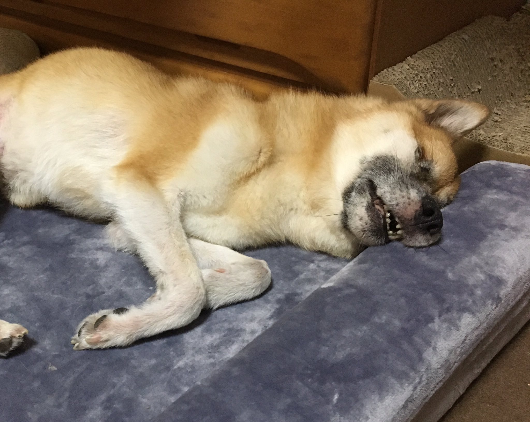 やっちゃん 寝顔 ブサイク 笑笑 犬 犬好きさんと繋がりたい 老犬介護 犬寝顔 T Co Cteo7omdpy Twitter やっちゃん 寝顔 ブサイク 笑笑 犬 犬好きさんと繋がりたい 老犬介護 犬寝顔 T Co Cteo7omdpy Twitter