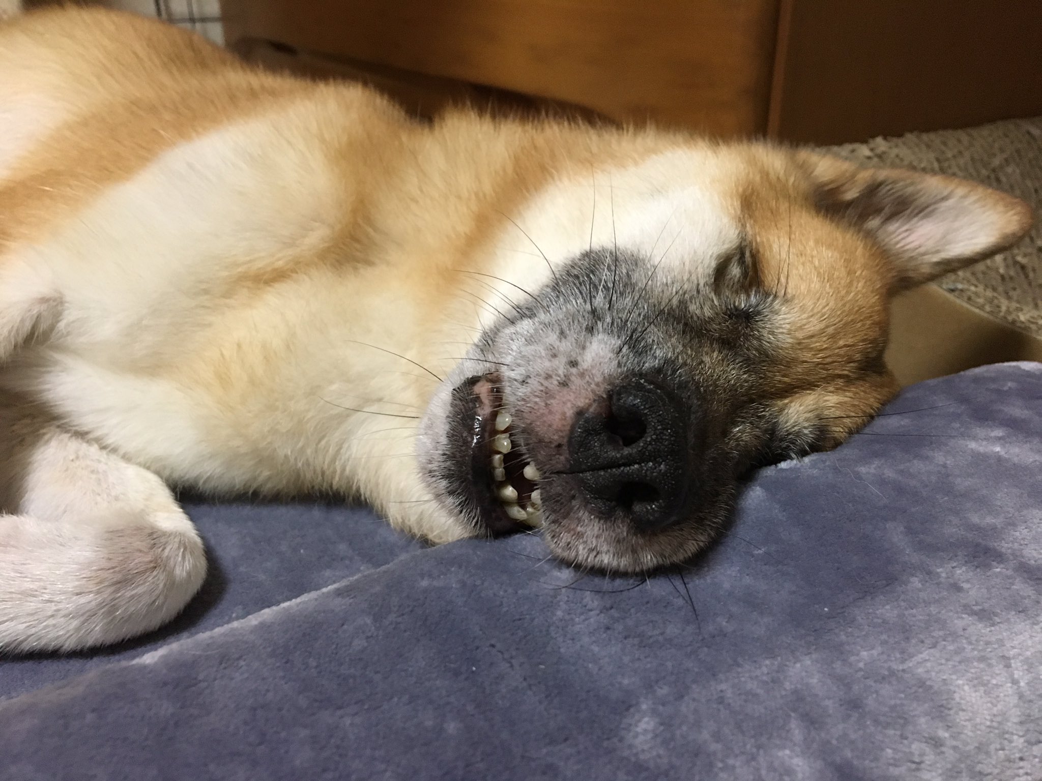 やっちゃん 寝顔 ブサイク 笑笑 犬 犬好きさんと繋がりたい 老犬介護 犬寝顔 T Co Cteo7omdpy Twitter