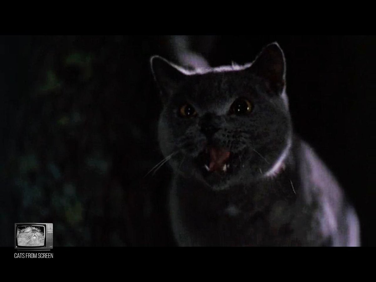 CatsScreen's tweet photo. Handsome zombie cat from Pet Sematary (1989).

#catsfromscreen #petsematary #пушистики #кладбищедомашнихживотных #кино #котики #кошки #стивенкинг #cat https://t.co/2BmVTaJYxf