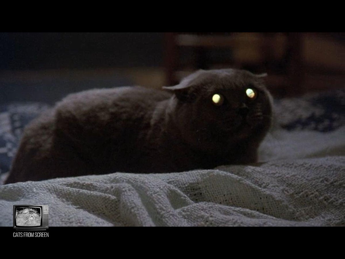 CatsScreen's tweet photo. Handsome zombie cat from Pet Sematary (1989).

#catsfromscreen #petsematary #пушистики #кладбищедомашнихживотных #кино #котики #кошки #стивенкинг #cat https://t.co/2BmVTaJYxf