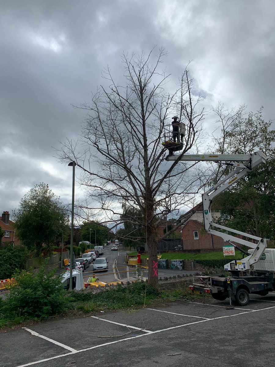 teigntrees's tweet photo. Check out these photos sent in by Phil H of works completed over the last few weeks. If you have any tree work you need help with jus give us a call on 01626 773499 to book a FREE no obligation quote with one of our managers. #teigntrees #mondaymotivation #arborists #ashdieback https://t.co/9zZrWDZpW3