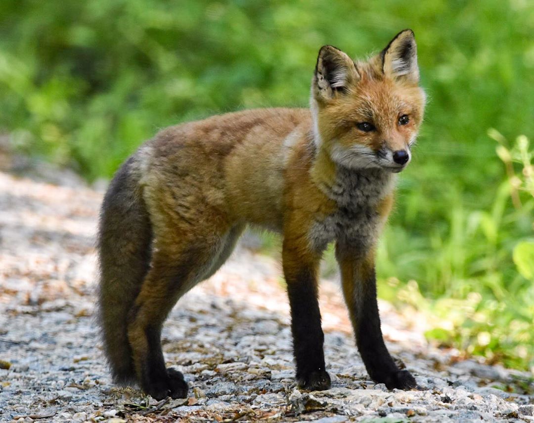 MeFOTO (@mefototripods) on Twitter photo This little guy was photographed by <a href="/EdSynoski/">Ed Synoski</a> in Bombay Hook National Wildlife Refuge in Delaware using the MeFOTO Backpacker Classic tripod. This little guy was photographed by <a href="/EdSynoski/">Ed Synoski</a> in Bombay Hook National Wildlife Refuge in Delaware using the MeFOTO Backpacker Classic tripod.