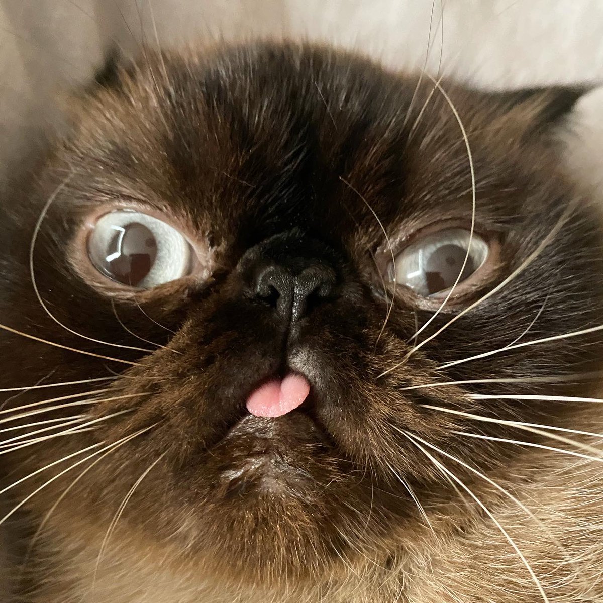 My reaction to the news these days.. #existentialdread #BreakingNews