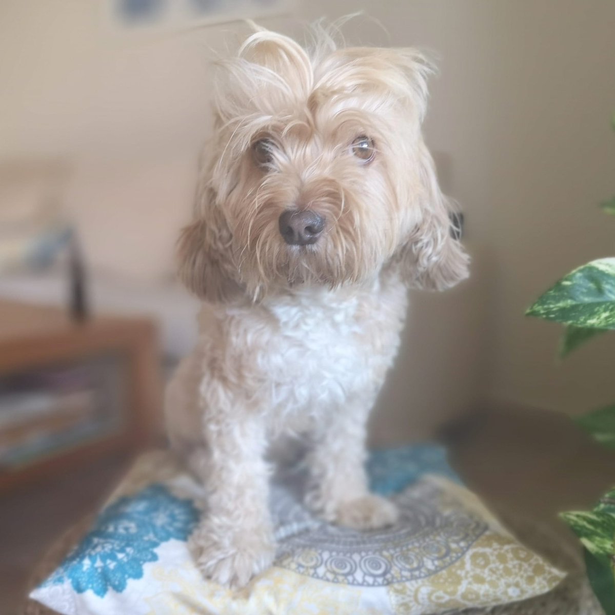 BlogDeUma's tweet photo. Amigos y amigas, yo no sé cómo es vuestra cara de lunes. La mía es ésta, sin duda...
#lunesparaqueosquiero #perraca #perros #felizlunes https://t.co/BKKZCrDpds