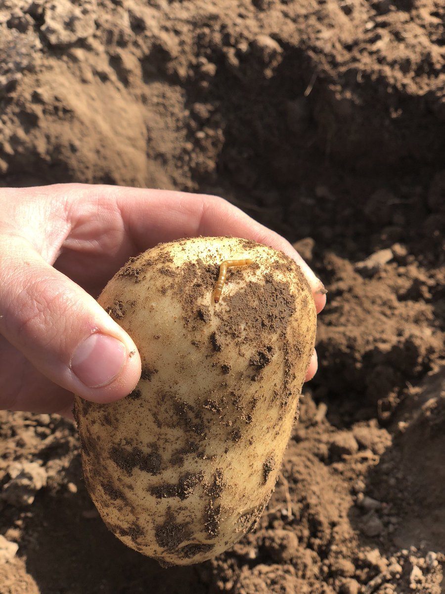 macfarlane_2's tweet photo. Not what I wanted to find whilst checking for skin set 🐛🥔😡 #wireworm https://t.co/NMUlsgBSZ0