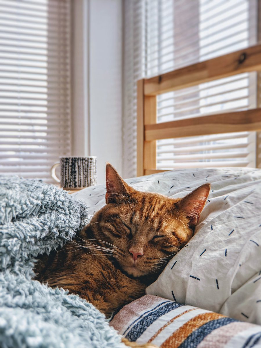 insodom1's tweet photo. https://t.co/omoMF6z81G 🐈🐕
#catsofinstagram  
#CatsOfTwitter 
#pets https://t.co/j4lGB1yqVT