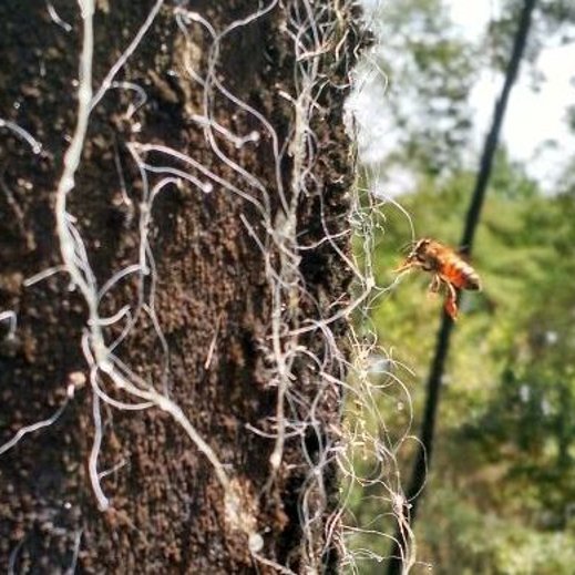 EpagriOficial's tweet photo. 🌳 No dia da árvore, nossa homenagem é para a #bracatinga.
💚 Essa espécie nativa, mas pouco conhecida, tem um valioso papel ambiental e importante valor comercial.
👉 Conheça: https://t.co/VBB1jeWNRP
#diadaárvore #natureza #sustentabilidade #aquitemEpagri #melato #governoSC https://t.co/jKa2WzMpzd