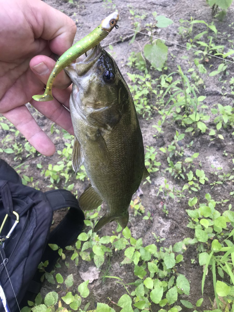 MooreFunFishing's tweet image. Vermilion River smallies