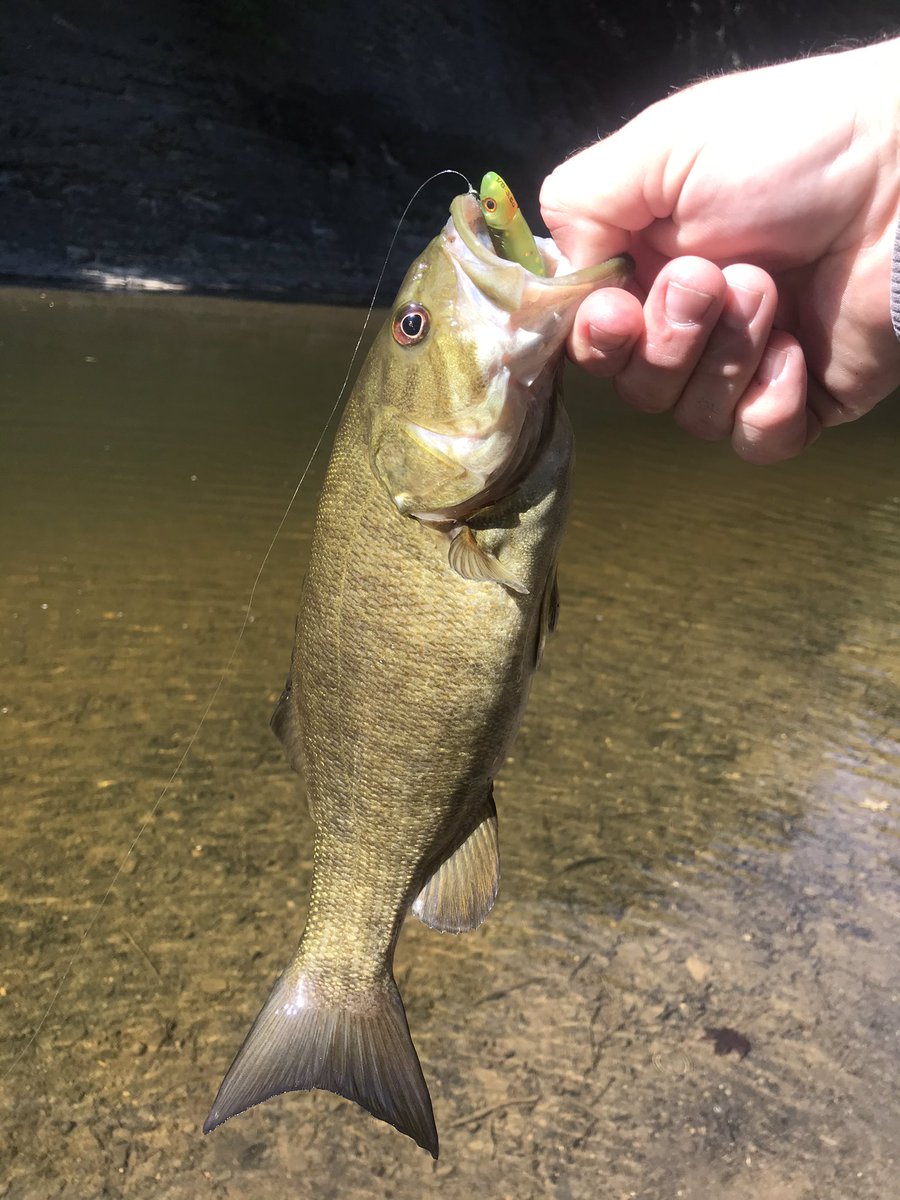 MooreFunFishing's tweet image. Vermilion River smallies