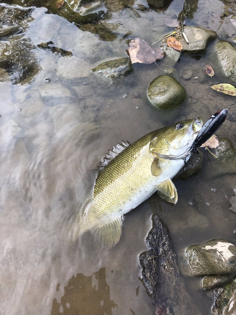 MooreFunFishing's tweet image. Vermilion River smallies
