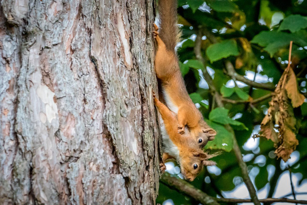 4 photos for the start of #RedSquirrelAwarenessWeek