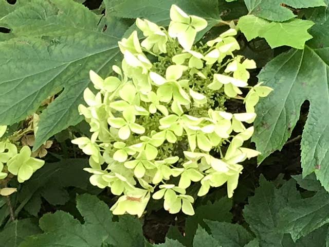 drew_nj's tweet photo. Hebe rakaiensis is a beautiful plant that doesn't take a lot of tending-to. #garden #landscaping  https://t.co/BL976wkdKx https://t.co/djWQ5JTedu