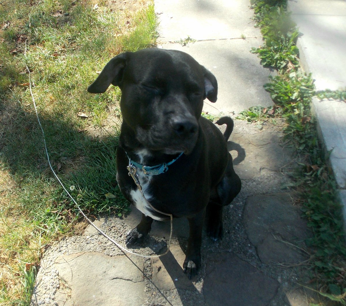 shesjustvibinnn's tweet photo. He will sit for the photos if pizza is dangled over the camera.🐾
Follow my instagram: shesjustvibinnn.xo
#RT #dogsoftwitter #dogphotography #like #follow #pitbull #pitlabmix #nannydog https://t.co/sHiUYUuXEl