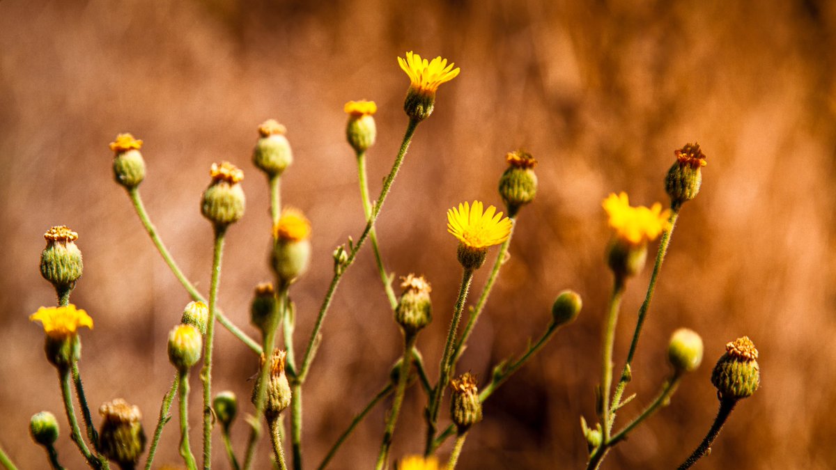 Fresno Canyon - CA Thought I would share some flowers to brighten your Monday! #nature #NaturePhotography #Flowers #yellow #Fresno #California #FresnoCanyon #Canon #canonphotography