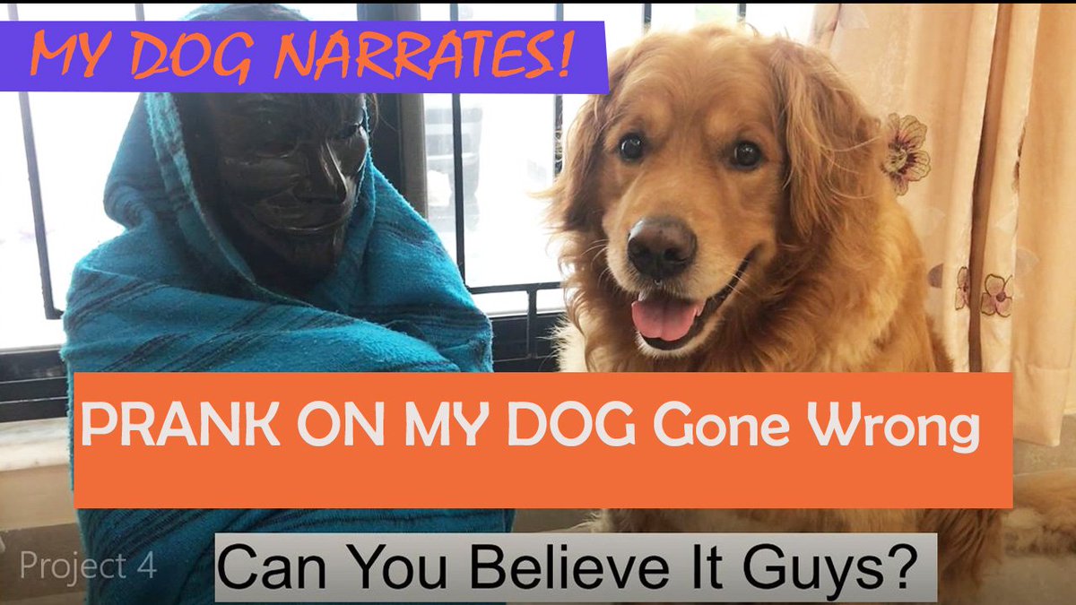 Samidee123's tweet photo. Prank on my Golden Retriever gone wrong 🐶😂
Youtube ▶️ Just Pawsitive
Link on Bio 💕
#funnygoldenretriever #funnydog  #cutedog #funnyanimalvideo #goldenretriever #dogvideo https://t.co/rmyL5xr92G