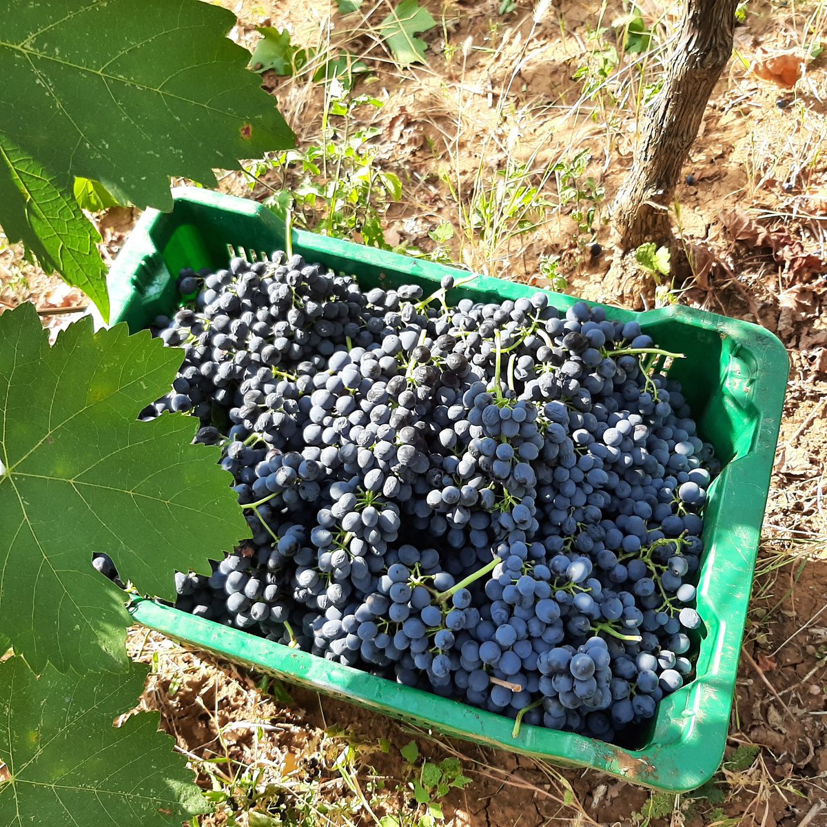 TomislavZuljev1's tweet photo. Sa mojim planinarima, barem grožđe u Hercegovini...🙂
Uživamo u berbi, druženju i zezanju ali smo se i posla fino naradili💪
Predobro životno iskustvo.👌
#hercegovina #sunce
#kamen #vino #prsut #blatina https://t.co/PAhlO40o2t