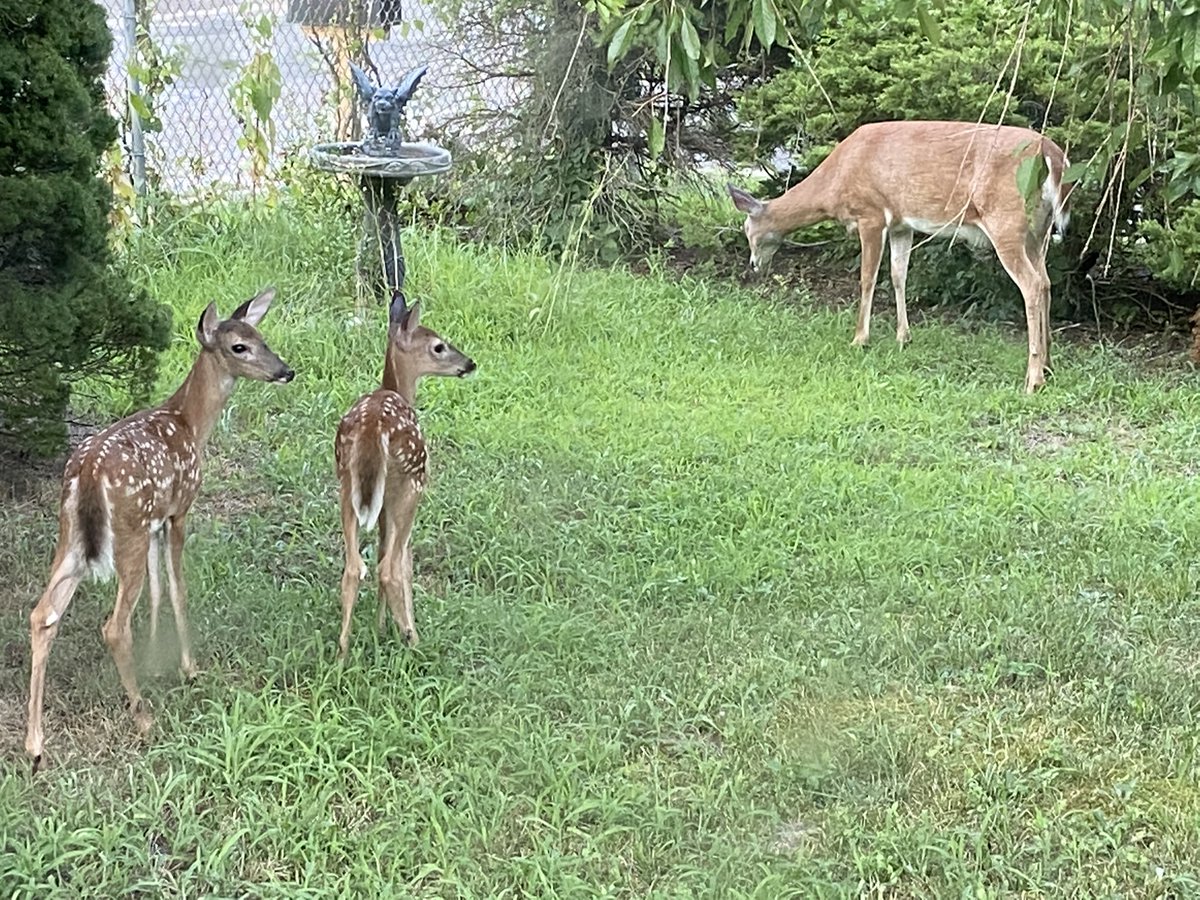 NavyGirlVet's tweet photo. @NJGov I got visitors in my yard today. https://t.co/5U72OeKa2W