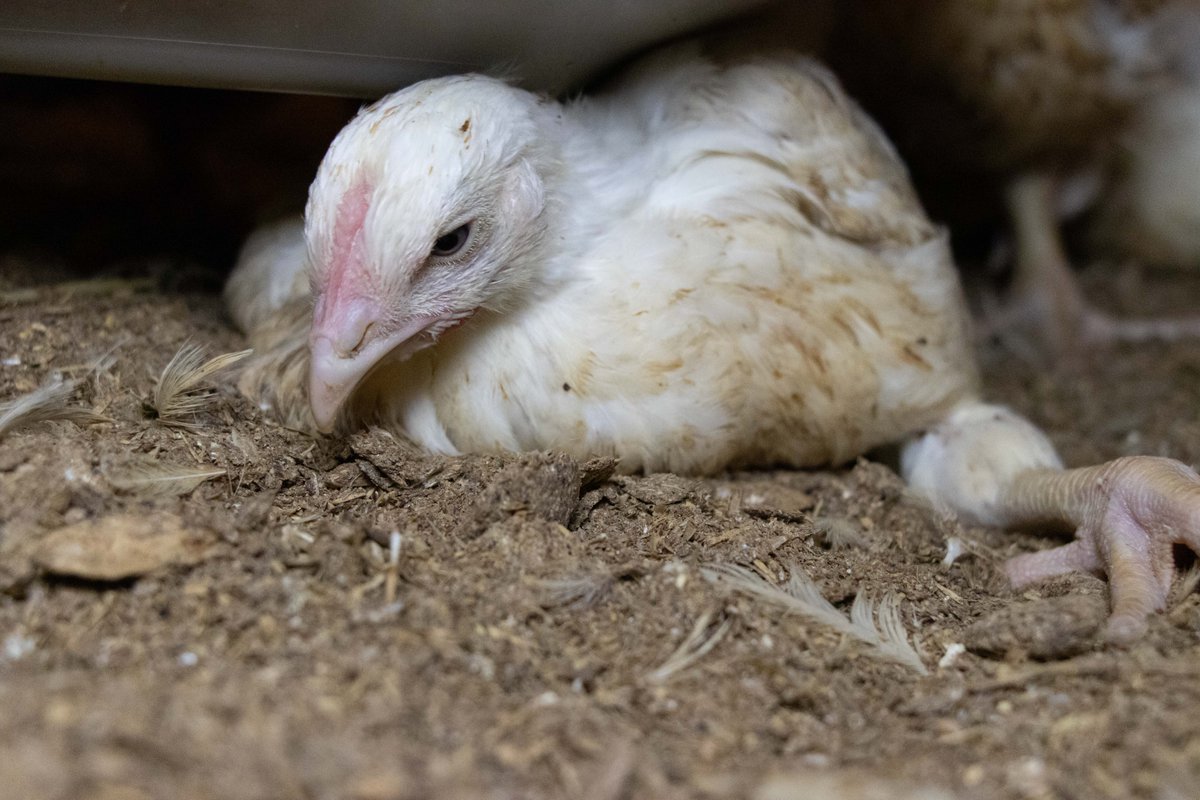 OpenCagesUK's tweet image. 51 animal welfare experts have signed an open letter urging @Tesco to sign the #BetterChickenCommitment 

&apos;A significant proportion of broilers reared in intensive conditions routinely suffer from poor leg health, painful lameness, cardiovascular disease and premature death.&apos;⬇️