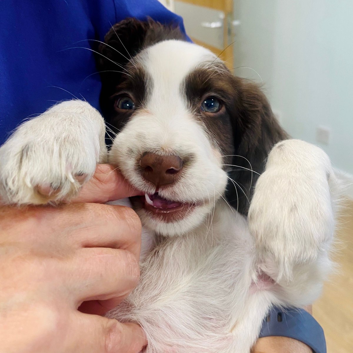 This bundle of utter cuteness came to see us and start her vaccines. Her owners haven’t quite decided a name for her yet so we look forward to seeing which name they choose... What would you call her?