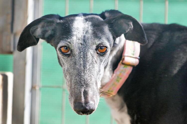 rosiedoc666's tweet photo. Willow Galga #Missing in the #forestofdean area #Gloucestershire #GL17
run off as her new foster was unloading her.
‼️‼️Nervous Do not chase‼️‼️
https://t.co/Jurilk8pG7
@bs2510 @LindaFu73078079 @MissingPetsGB @gelert01 @KarenFi51820768 @lorraineholt
https://t.co/67mOqipIoW https://t.co/pyi1Ro6Rel