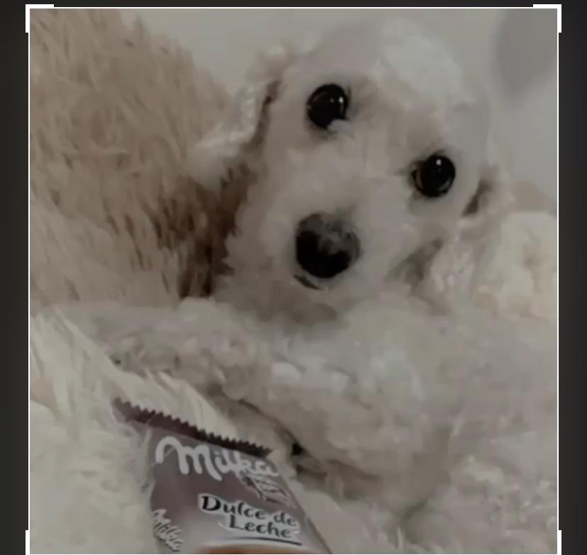 OriBrunet's tweet image. HIJITA MÍA!! 
DOY $20.000 DE RECOMPENSA !!!
CUALQUIER DATO ES DE SUMA IMPORTANCIA (3854715278). 
RESPONDE A NOMBRE DE MÍA, TIENE 5 AÑOS Y SE PERDIÓ AYER ENTRE LAS 18 y 20 HS EN LA JULIO ARGENTINO GEREZ 356 ENTRE CATAMARCA Y SIRIA, BARRIO VILLA JUANA, LA BANDA-SGO DEL ESTERO.