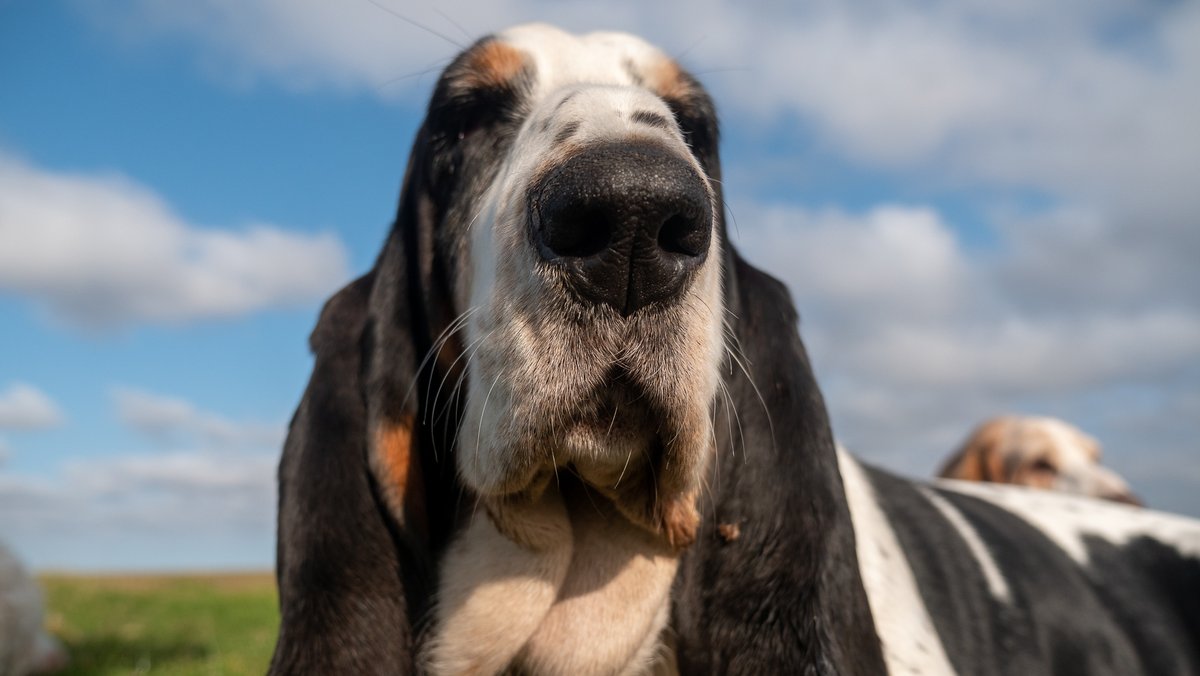 PhilSledge's tweet image. I think Angel might make it on #snootaboop page