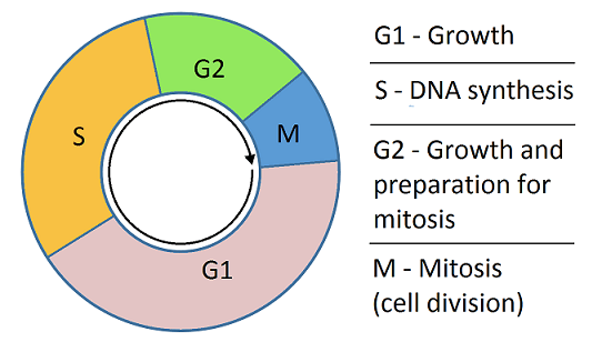 Biology1_AP's tweet image. When you have cancer you have what is called cancer cells. You have cancer cells because you have a normal cell that mutated into a cancer cells. Now how do you get damaged cells ? You get damaged cells in s phase which means synthesis when they duplicate DNA #SPHASE #rnt24