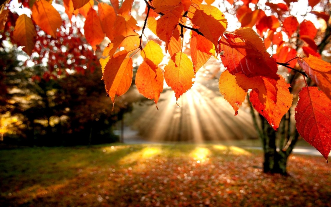 Happy Autumn equinox EicyJHxVkAAIhBO?format=jpg&name=medium
