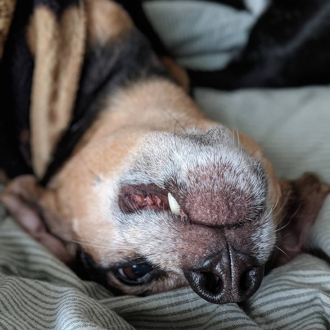 Luna is goofball, the queen of snaggletooth, and miss independent. That's also why I'm pretty sure when we adopted her about 8 years ago, she had chosen to find a new and better life than the one she'd been dealt #myunspokenpet