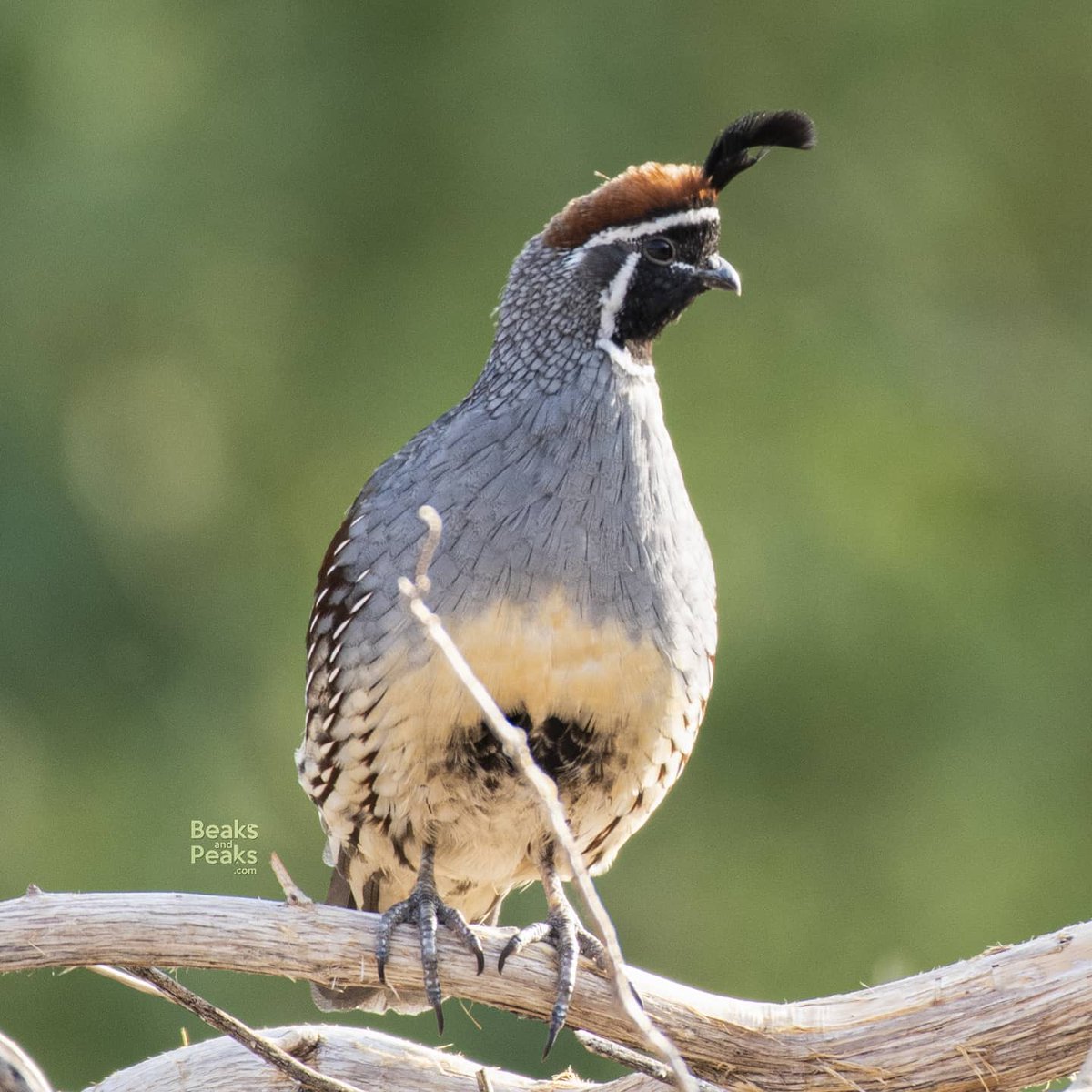 One of my favorite Arizona birds: Gambel's Quail 😍