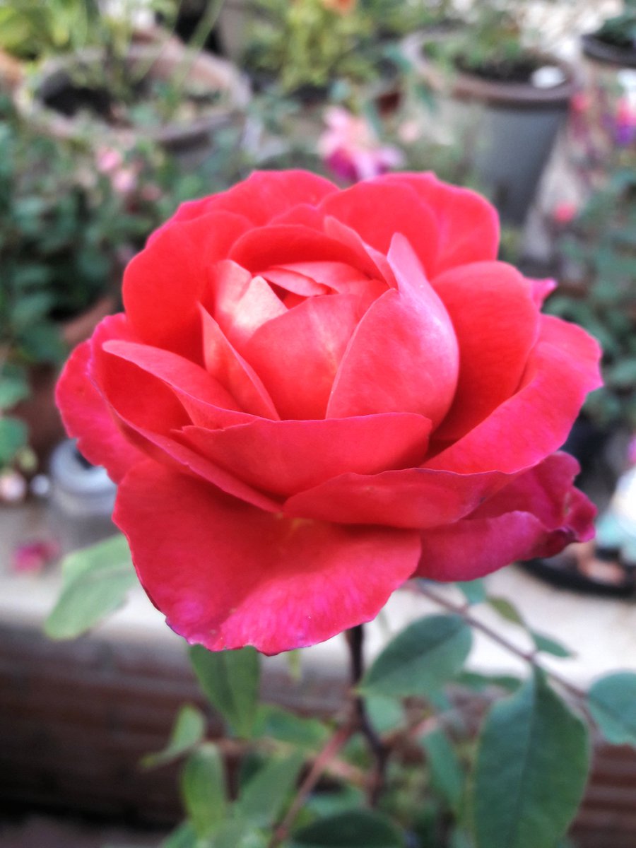 Still plenty of roses coming into bloom as we head into autumn. Lynda Bellingham, Princess Alexandra and Benjamin Britten here among them! #GardensHour #GardenersWorld #gardenershour