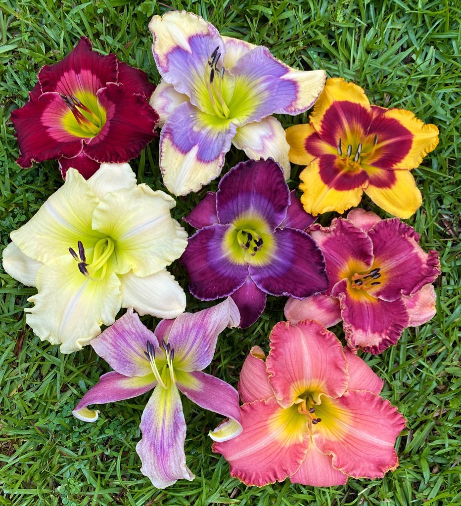 A few of my favorite flowers I grow :) #GardensHour https://t.co/9yr73kBUuU