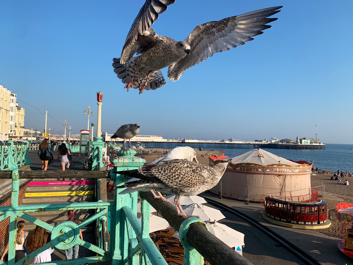 @MTBoar Itβs buzzing at the moment. I love #Brighton as it descends into autumn βοΈ #ukrunchat https://t.co/iuU87t0Xga